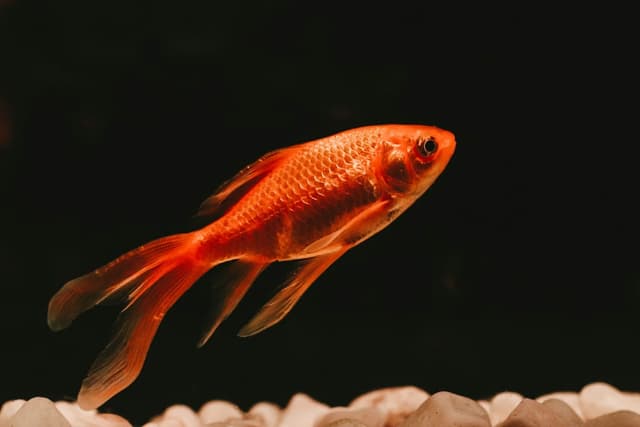 Poisson rouge : Corps arrondi orange/doré, yeux proéminents, nageoires souples, existe en nombreuses variétés (queue voile, télescope, tête de…
