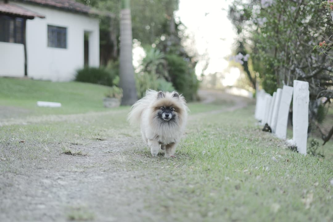 Pomeranian