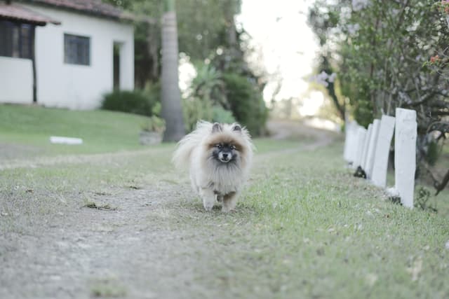 Pomeranian : Pelage très dense formant une crinière de lion, petite taille, queue recourbée sur le dos, museau de renard