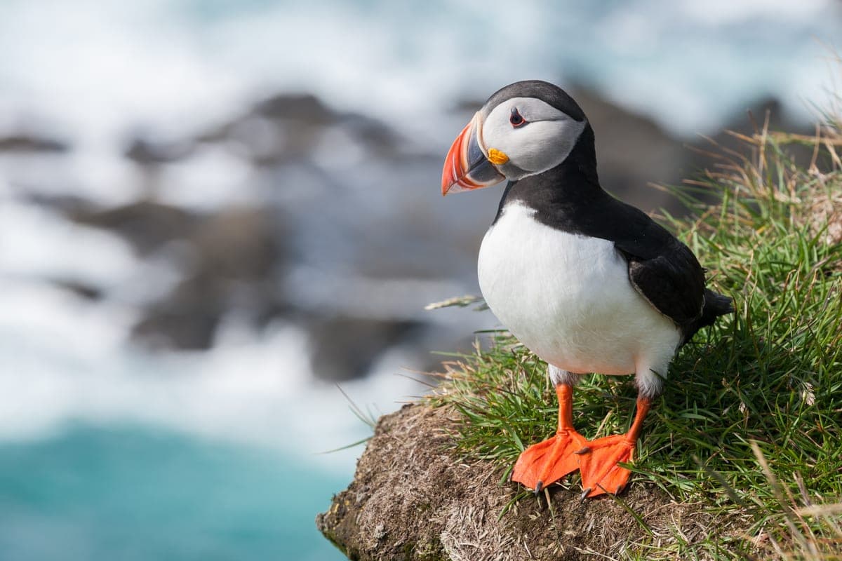 Puffin : Beak coloré avec des rayures, souvent appelé 'perroquet de mer'