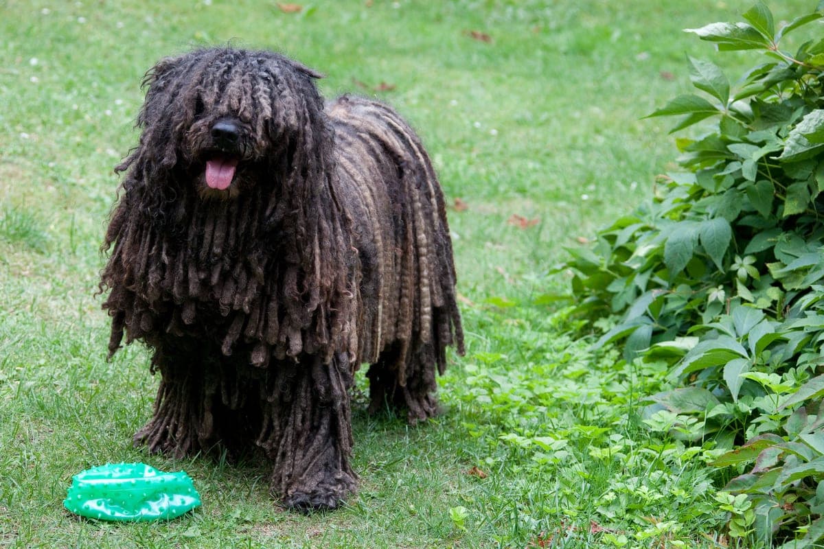 Puli : Pelage noir en cordes (comme le Komondor mais plus petit), corps compact, démarche bondissante unique