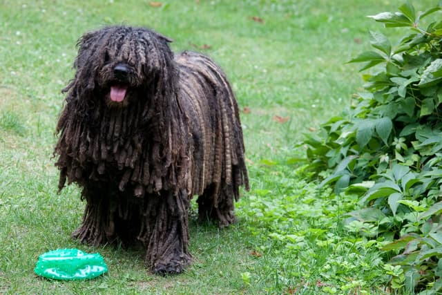 Puli : Pelage noir en cordes (comme le Komondor mais plus petit), corps compact, démarche bondissante unique