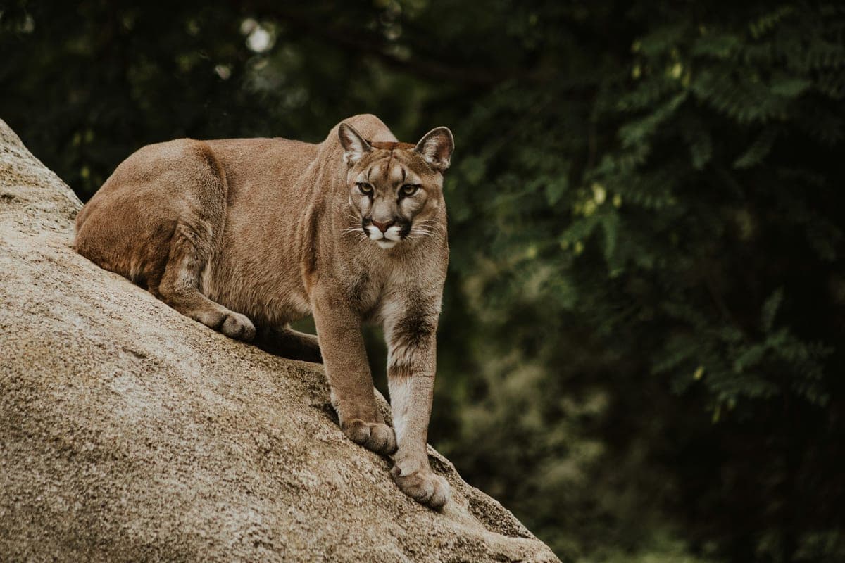 Puma : Pelage uni brun-grisâtre sans motif, longue queue, corps élancé et athlétique, petites oreilles rondes