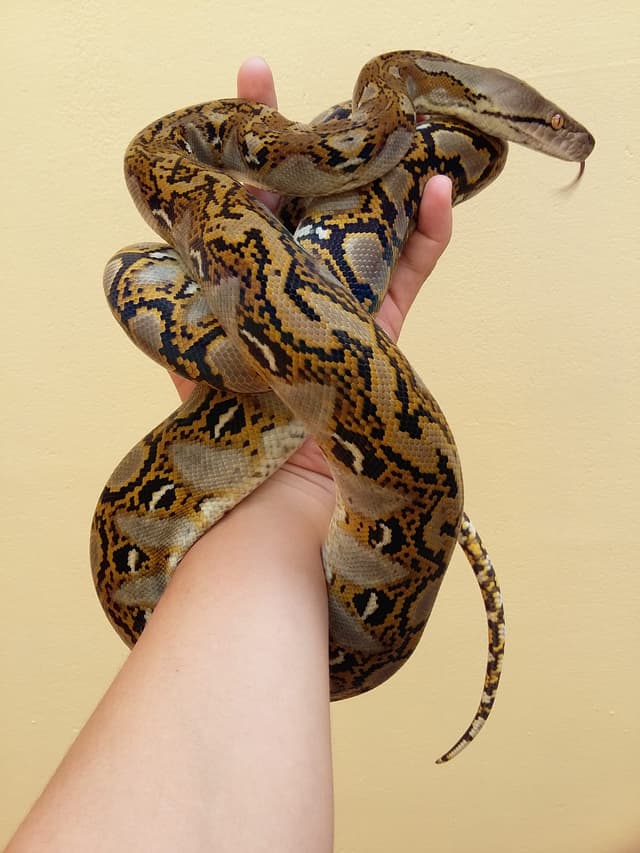 Python réticulé : Très grand serpent au dessin géométrique complexe, brun et doré