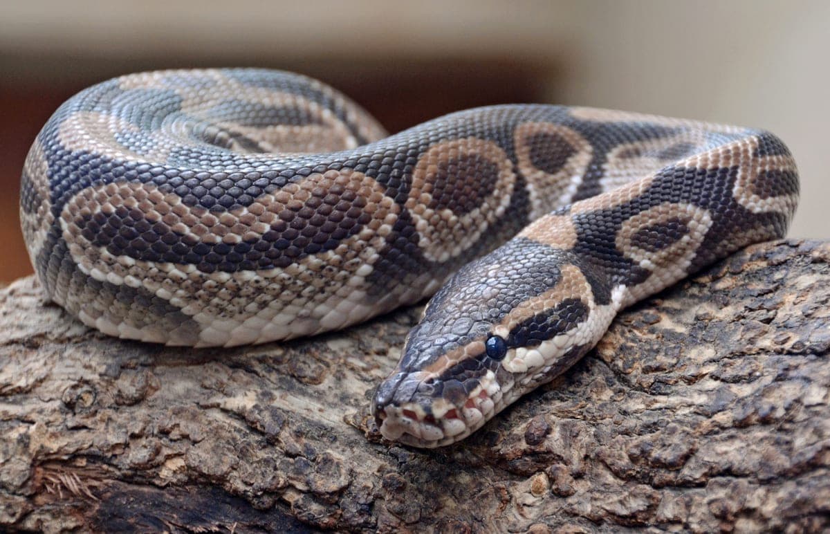 Python royal : Petit python trapu aux motifs bruns et dorés, souvent roulé en boule
