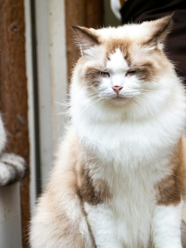 Ragamuffin : Cousin du Ragdoll, pelage très épais et soyeux, grands yeux expressifs, corps imposant pouvant atteindre 9 kg, tempérament doux