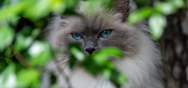 Ragdoll : Grands yeux bleus intenses, pelage mi-long avec points colorés, corps imposant et musclé, pattes blanches comme des gants