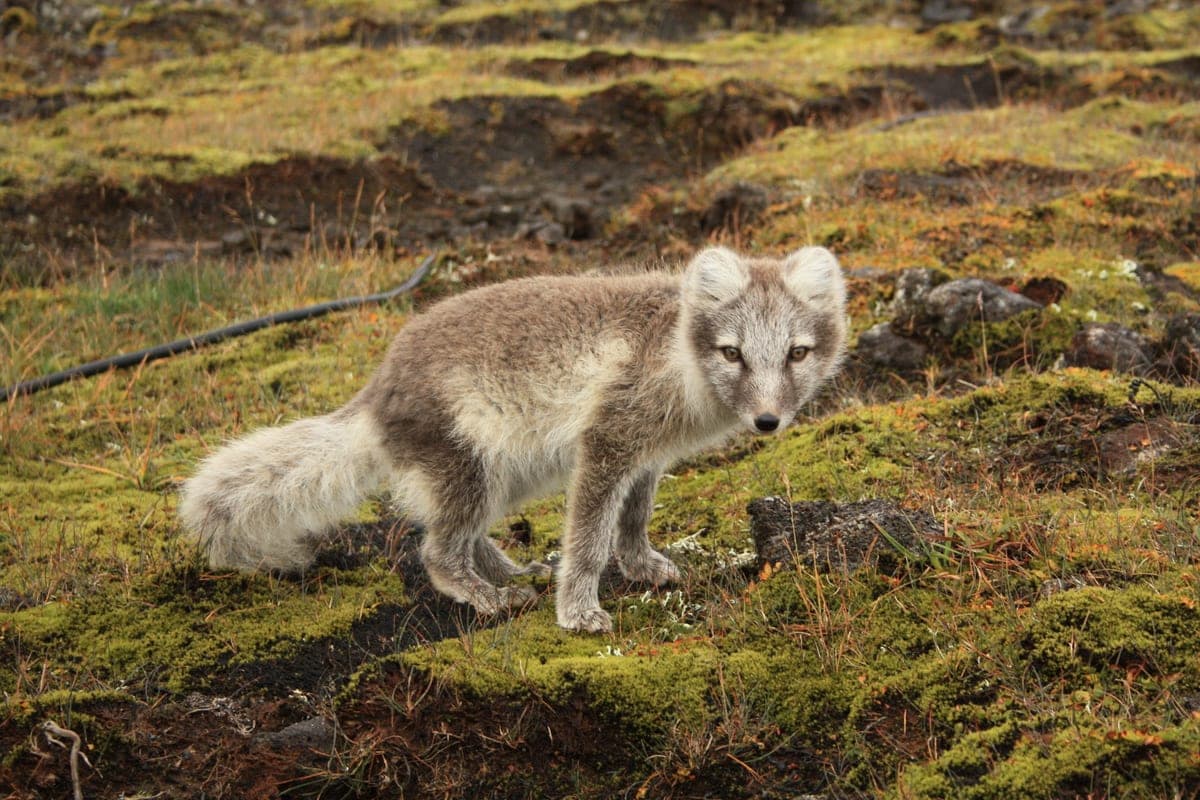 Renard arctique : Petit renard au pelage blanc hivernal et aux oreilles courtes
