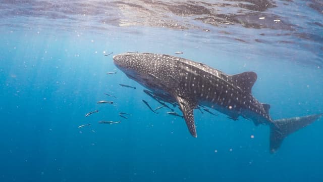 Requin-baleine : Plus grand poisson du monde (jusqu'à 12m), dos gris-bleu avec motif unique de lignes horizontales blanches et points blancs…