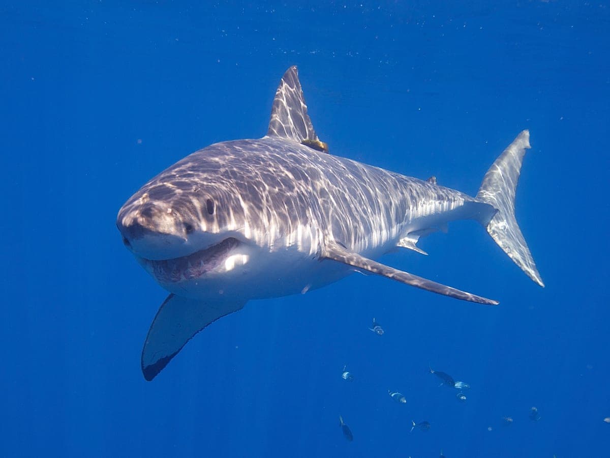 Requin blanc : Grand requin gris au ventre blanc et aux dents triangulaires visibles