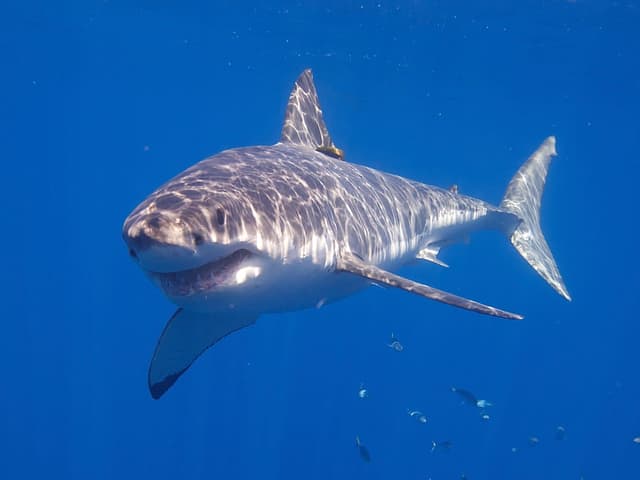 Requin blanc : Grand requin gris au ventre blanc et aux dents triangulaires visibles