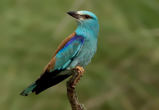 Rollier d’Europe : Oiseau bleu turquoise aux ailes bleu nuit et au dos brun-roux