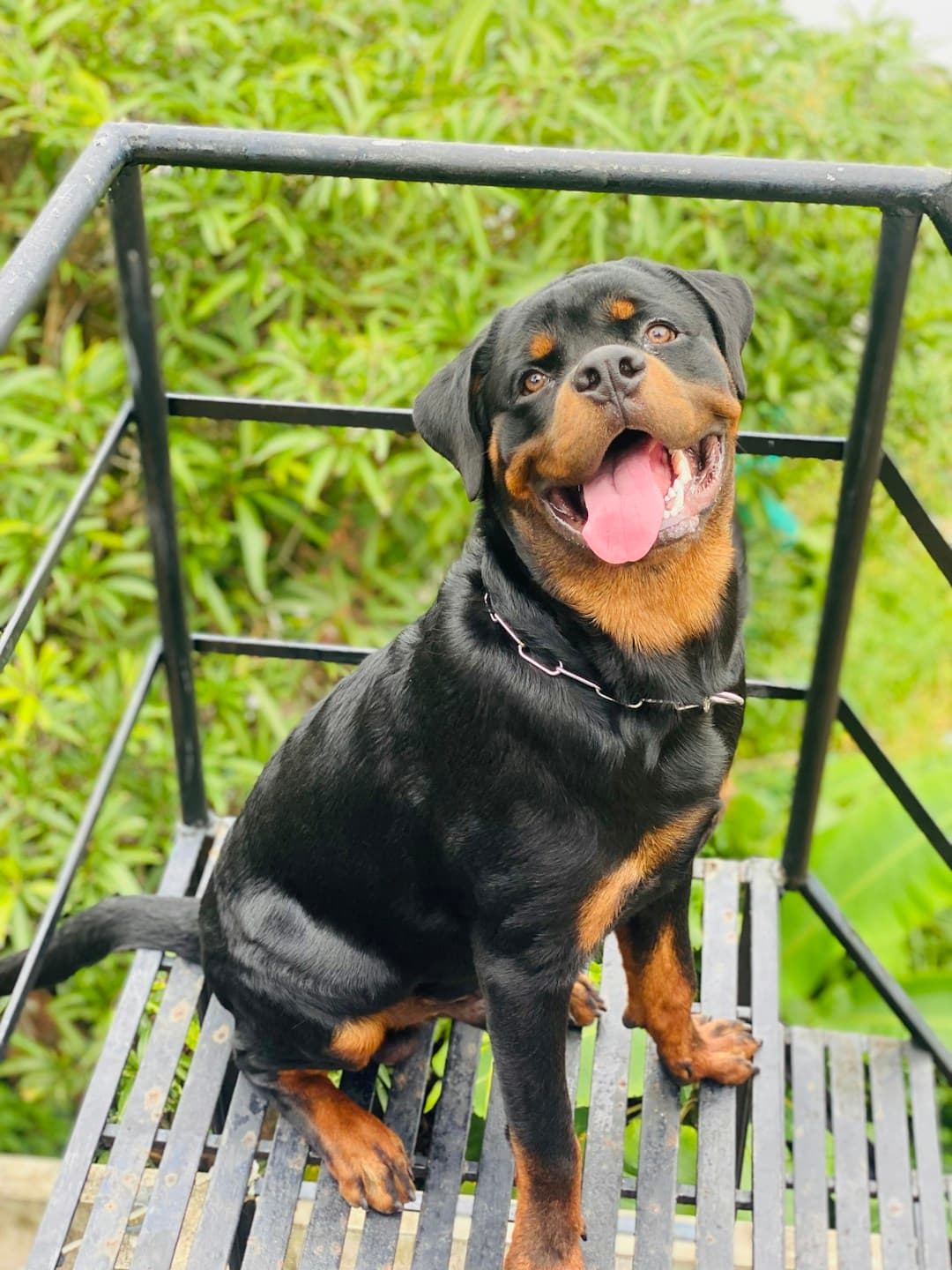 Rottweiler : Corps massif et puissant, pelage noir avec marques fauves bien définies aux joues, poitrail et pattes. Tête large et carrée