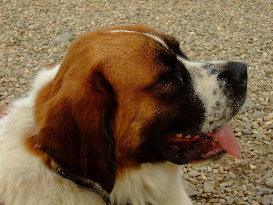 Saint-Bernard : Taille géante, pelage roux et blanc, tête massive avec expression douce, peau lâche formant des plis au visage