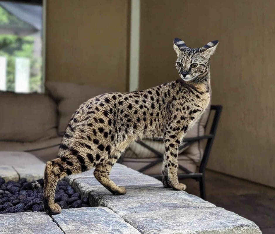 Savannah : Grande taille, pelage tacheté doré, longues pattes, grandes oreilles, allure de serval sauvage