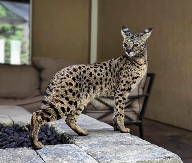 Savannah : Grande taille, pelage tacheté doré, longues pattes, grandes oreilles, allure de serval sauvage