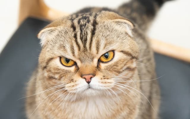 Scottish Fold : Oreilles pliées vers l'avant et vers le bas, tête ronde, grands yeux ronds, expression de chouette