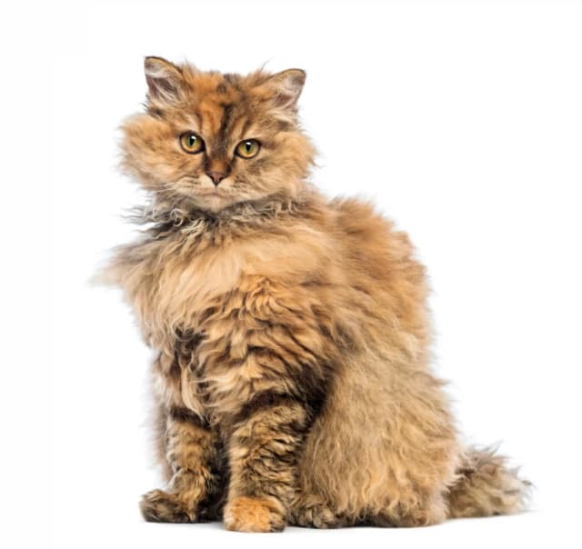 Selkirk Rex : Pelage bouclé et ondulé (même les moustaches!), corps trapu et musclé, tête ronde, aspect d'ours en peluche