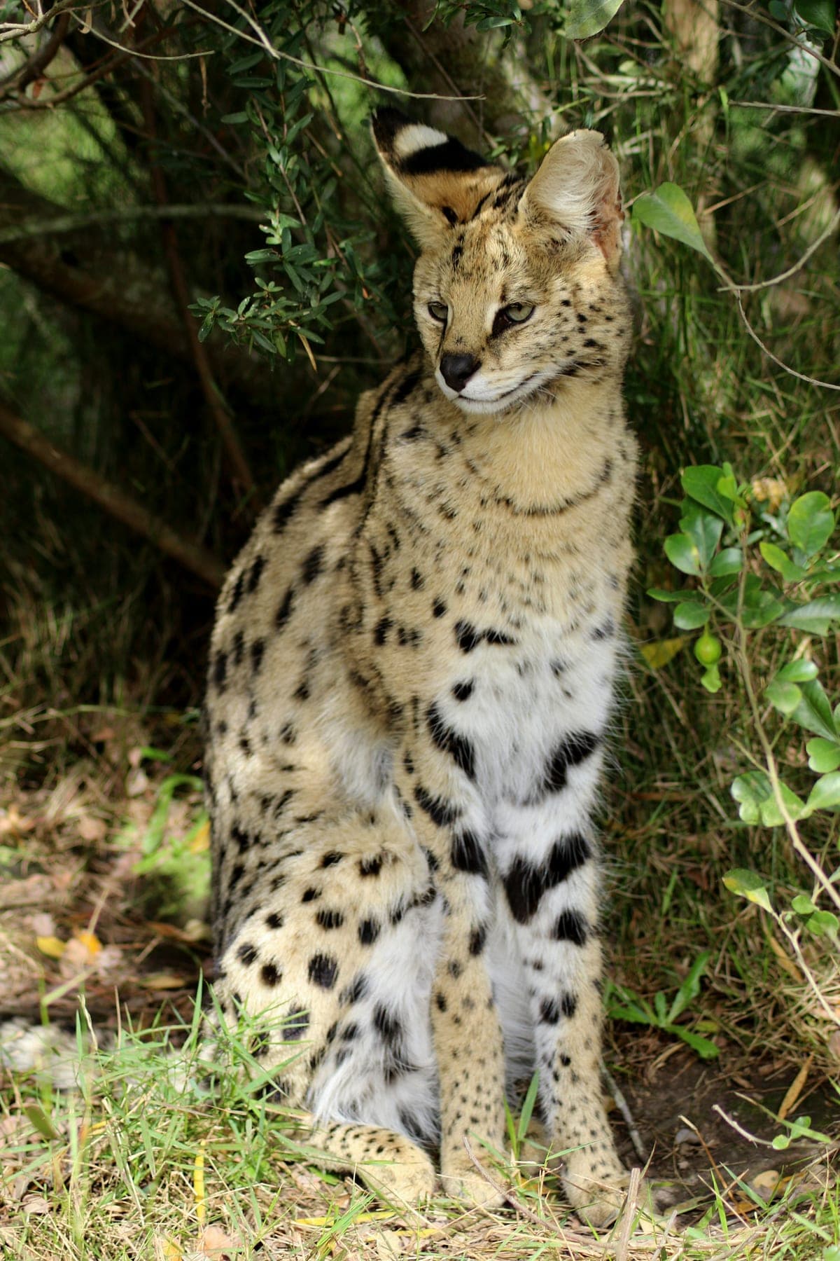 Serval : Très longues pattes, grandes oreilles ovales, petite tête, taches et rayures noires sur fond doré, cou allongé