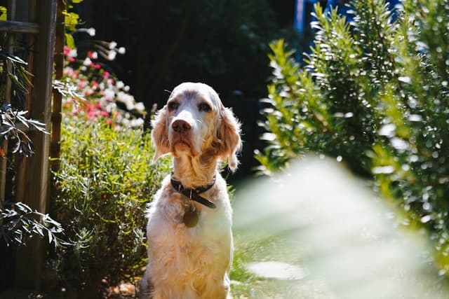 Setter Anglais : Pelage blanc avec mouchetures (belton) orange, bleu, citron ou foie, franges soyeuses, silhouette élégante et gracieuse