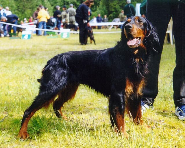 Setter Gordon : Pelage noir et feu long et ondulé, plus massif que les autres setters, franges abondantes, expression noble