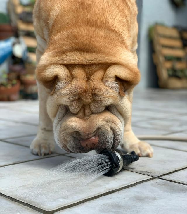Shar-Pei : Peau extrêmement ridée et plissée, tête "hippopotame", petites oreilles, langue bleu-noir, corps compact