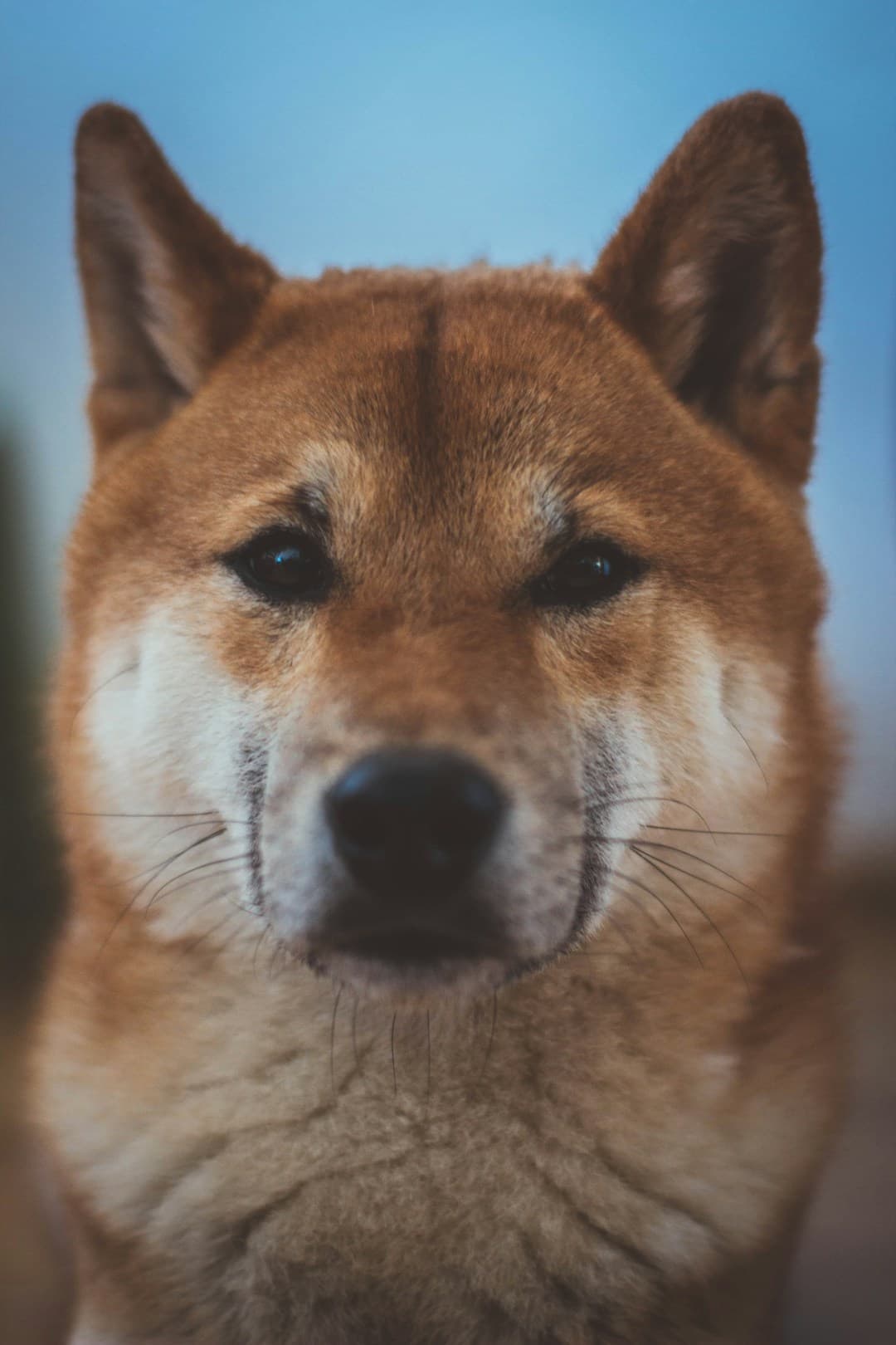 Shiba Inu