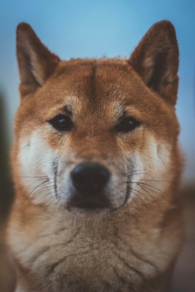 Shiba Inu : Pelage roux et blanc, queue en forme de brosse enroulée sur le dos, oreilles triangulaires dressées, expression renard avec un…