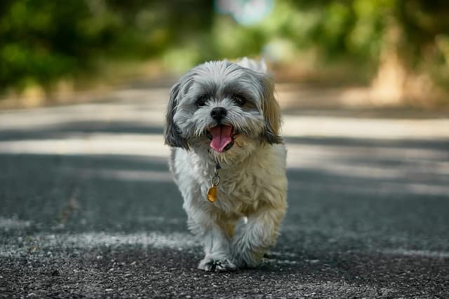 Shih Tzu : Long pelage soyeux tombant jusqu'au sol, face aplatie avec barbe, yeux ronds sombres, queue portée en panache