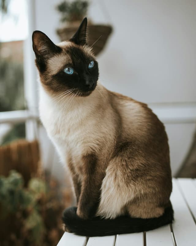 Siamois : Pelage clair avec points sombres (oreilles, museau, pattes, queue), yeux bleus vifs, silhouette élégante et svelte