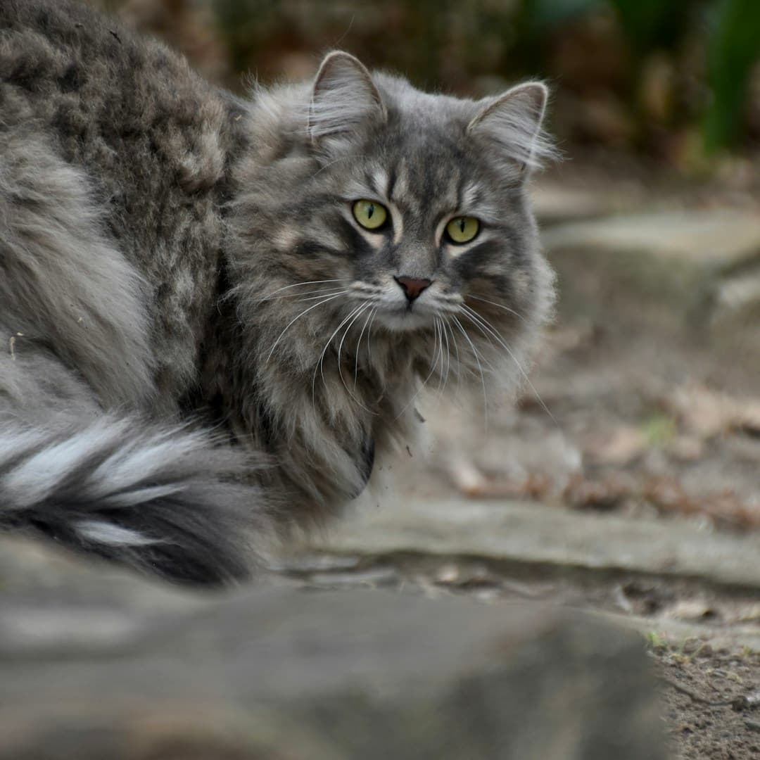 Sibérien : Très grand chat avec pelage triple épaisseur, collerette luxuriante autour du cou, grands yeux ronds, queue très touffue
