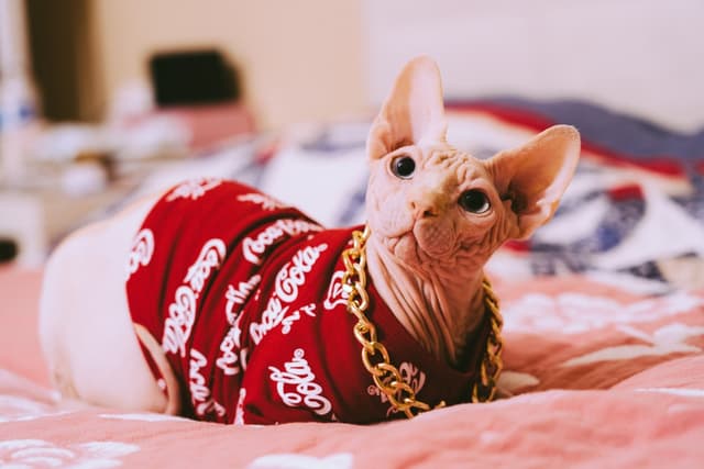 Sphynx : Absence de pelage (peau nue et ridée), grandes oreilles, corps musclé, peau chaude au toucher