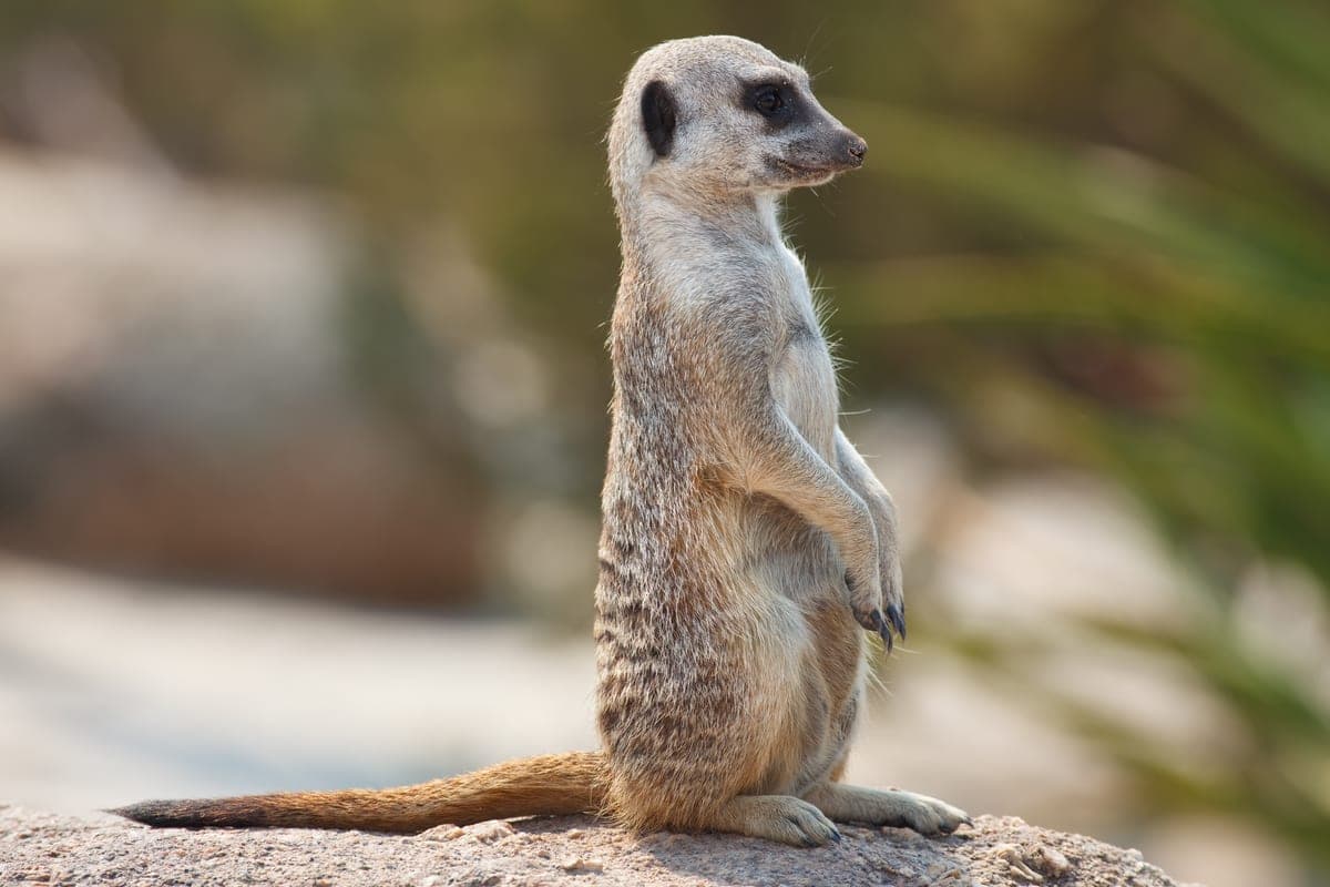 Suricate : Petit animal dressé sur ses pattes arrière, avec un masque sombre autour des yeux