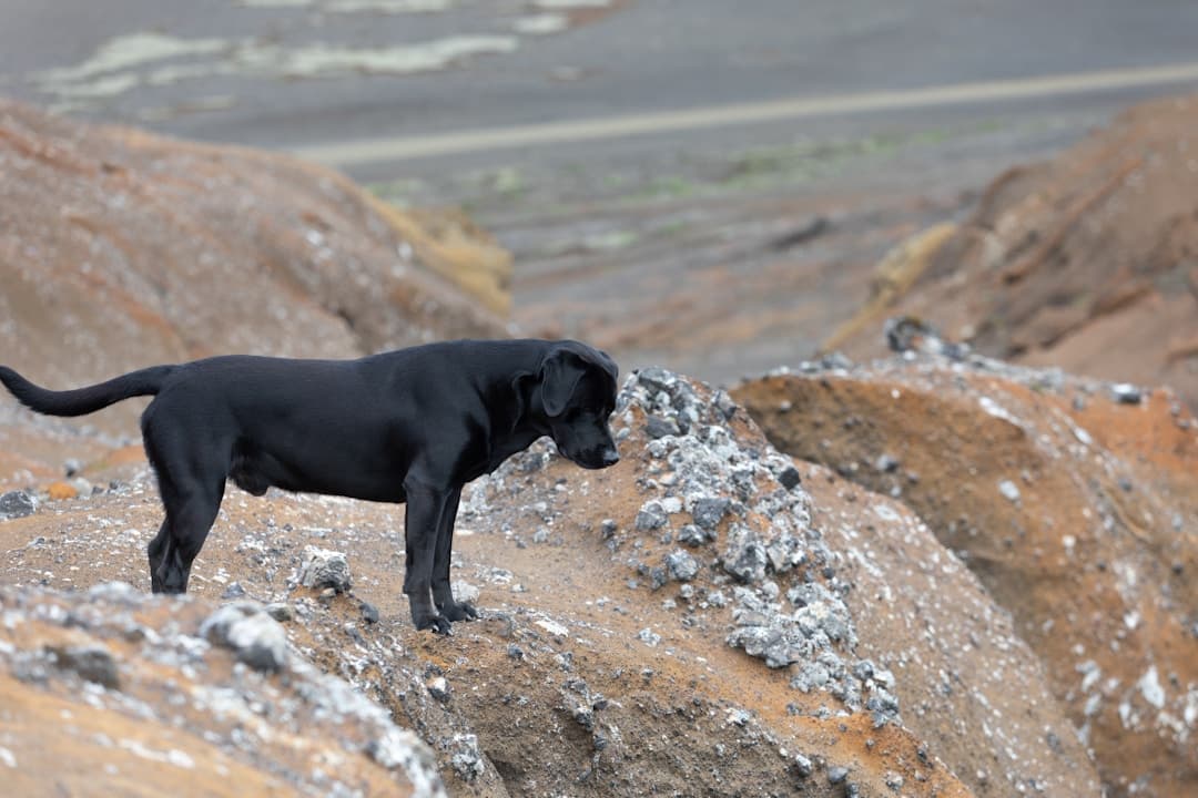 Terre-Neuve : Chien géant au pelage noir épais et imperméable, pattes palmées, queue utilisée comme gouvernail, expression douce