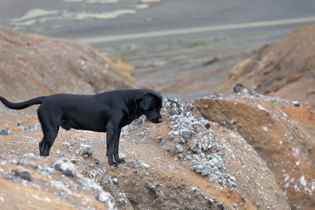 Terre-Neuve : Chien géant au pelage noir épais et imperméable, pattes palmées, queue utilisée comme gouvernail, expression douce