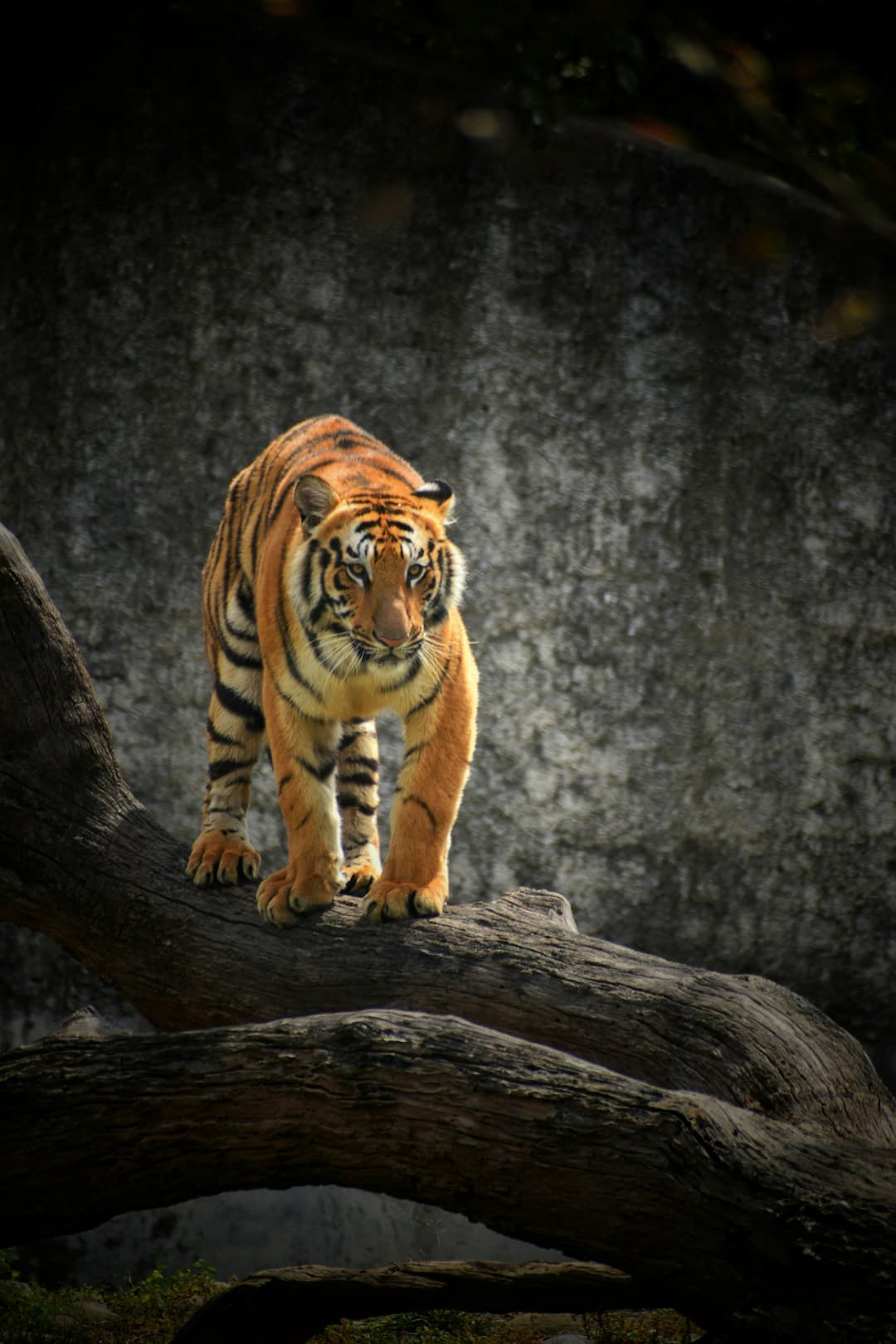 Tigre : Rayures verticales noires sur fond orange, ventre blanc, corps musclé et élancé, pattes larges et puissantes