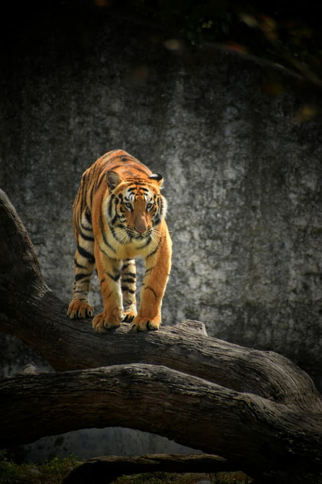 Tigre : Rayures verticales noires sur fond orange, ventre blanc, corps musclé et élancé, pattes larges et puissantes