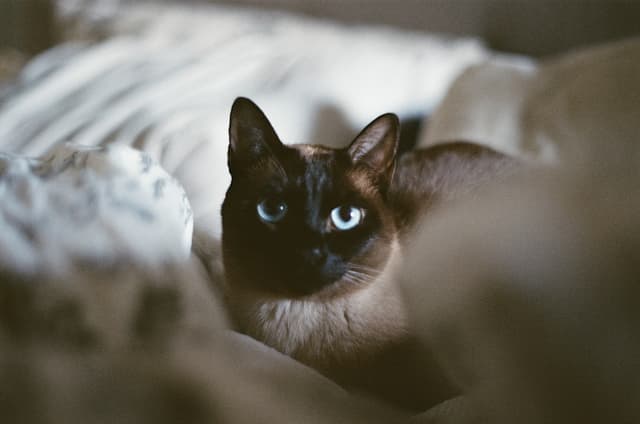 Tonkinois : Hybride Siamois-Burmese, yeux aqua unique, pelage avec points atténués, corps musclé compact, très vocal
