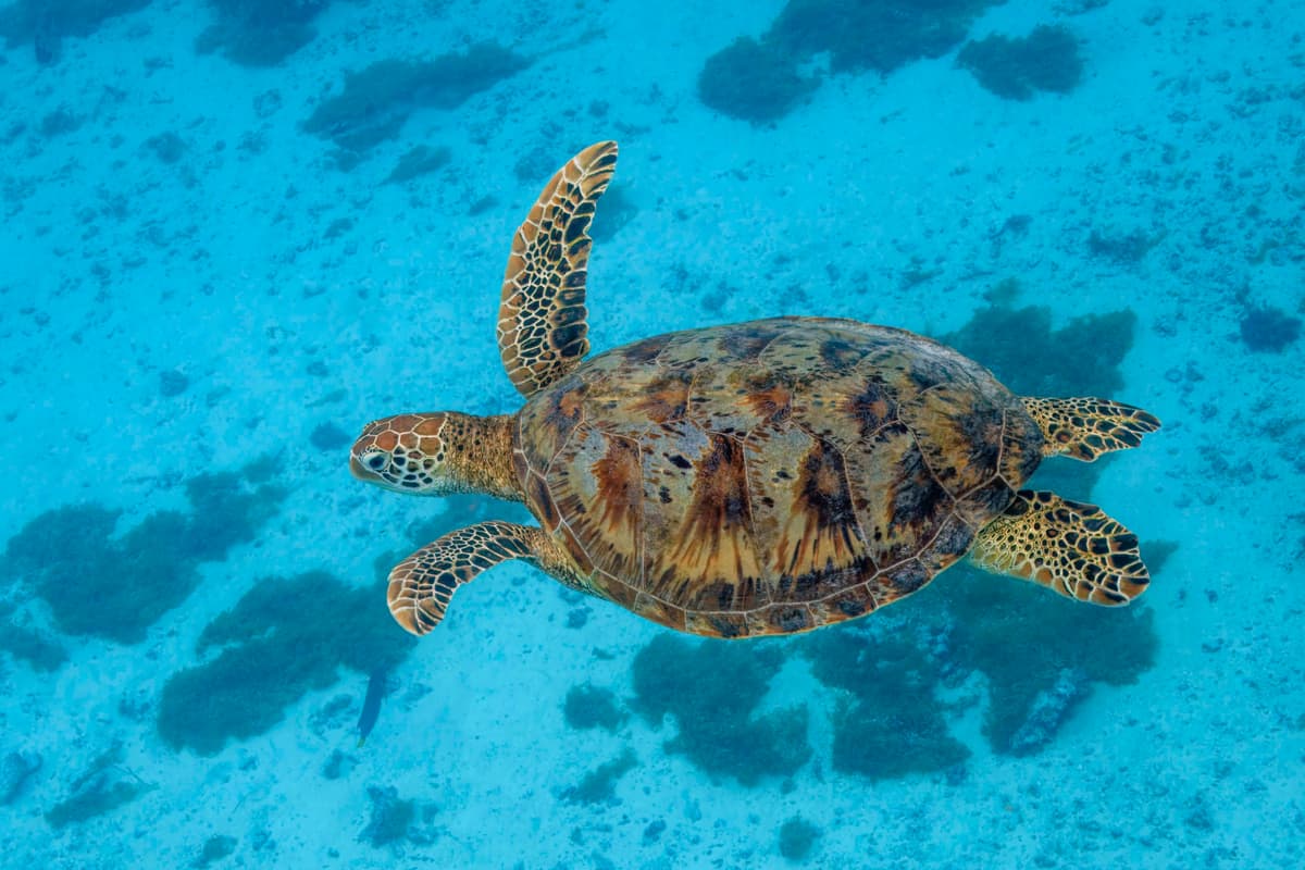 Tortue verte : Tortue marine à carapace ovale et tête arrondie sans bec crochu
