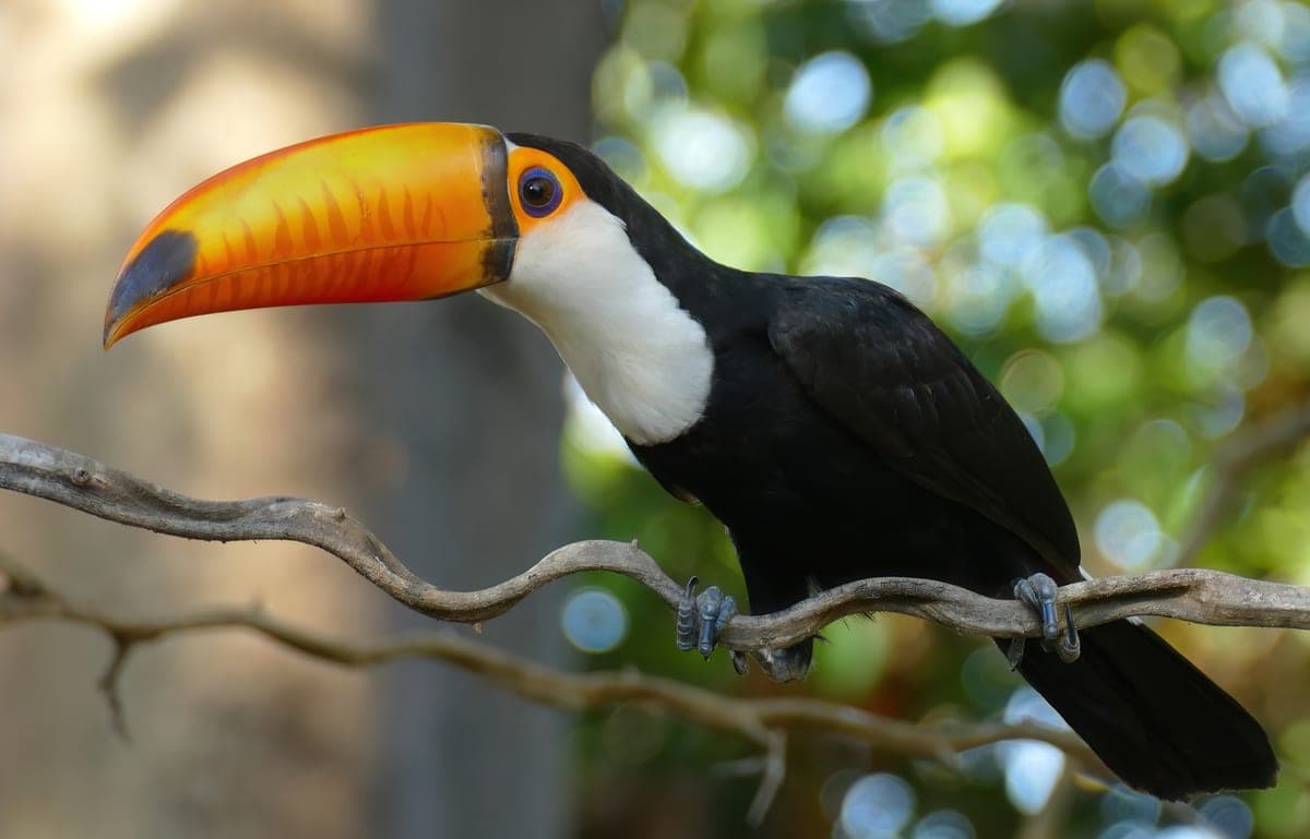 Toucan : Énorme bec coloré (orange/jaune), corps noir, gorge colorée, yeux entourés de peau colorée
