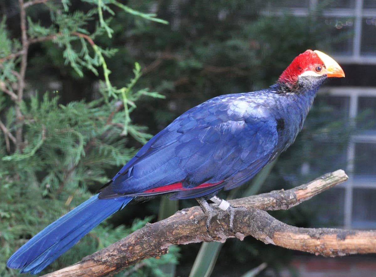 Touraco violet : Plumage violet brillant, calotte verte et bec rouge vif