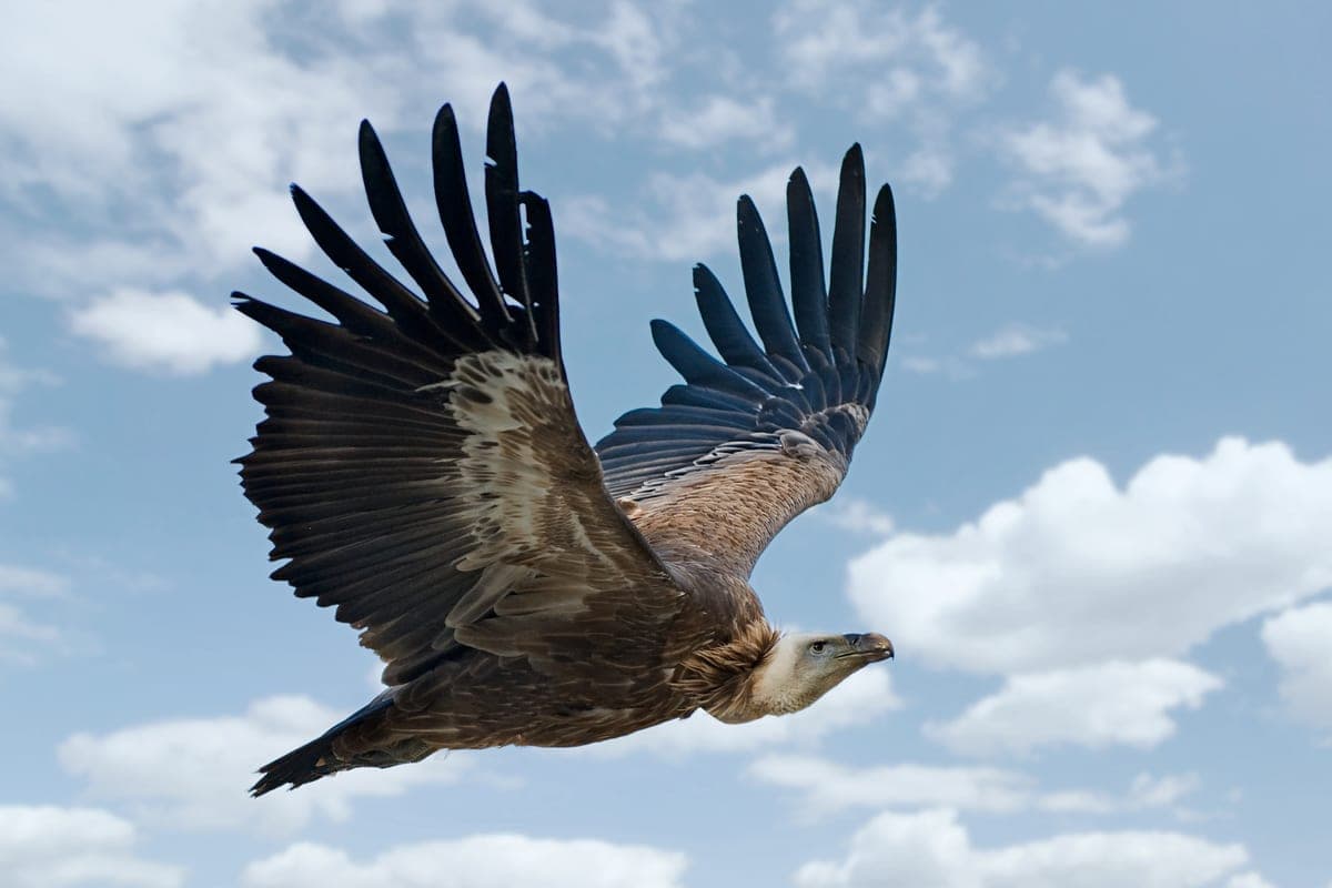 Vautour Fauve : Très grand (1,10m), plumage brun clair, tête et cou déplumés blancs, large envergure (2,80m), collerette blanche