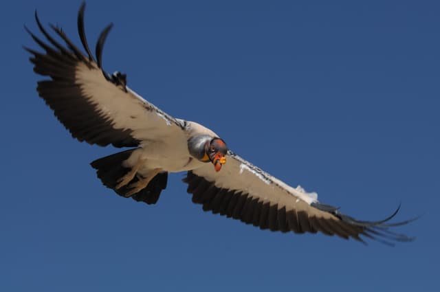 Vautour Pape : Tête et cou multicolores (rouge, orange, jaune, bleu, violet), plumage blanc crème et noir, caroncule orange vif sur le bec