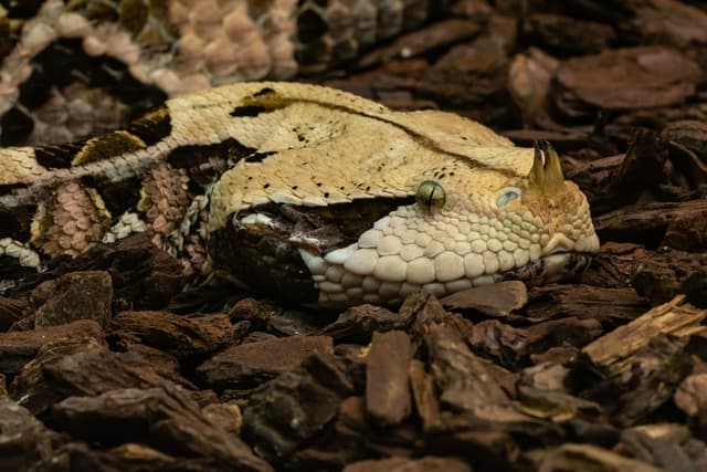 Vipère du Gabon : Très grosse vipère au motif géométrique et aux cornes sur le nez