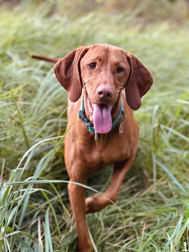 Vizsla : Pelage roux doré uniforme unique, yeux ambrés assortis, silhouette élégante et athlétique, oreilles tombantes soyeuses