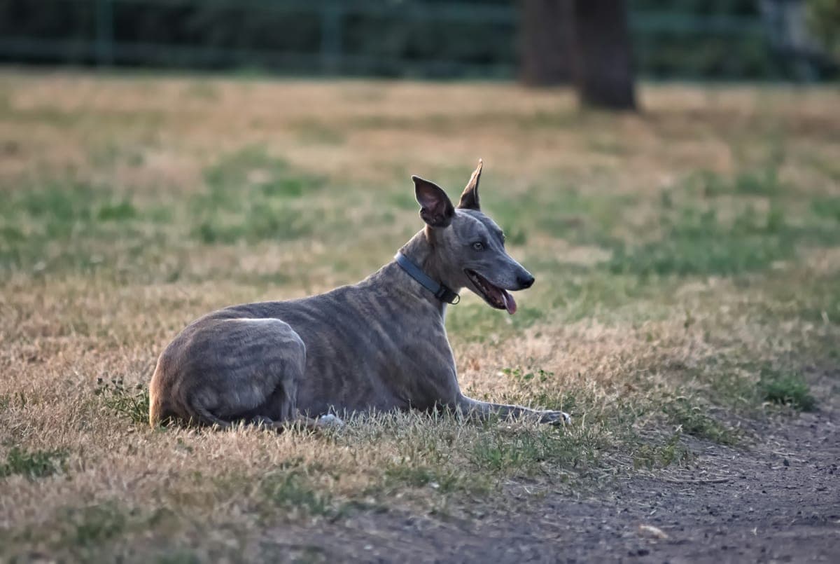 Whippet : Lévrier miniature, corps extrêmement fin et musclé, taille de guêpe prononcée, longues pattes fines