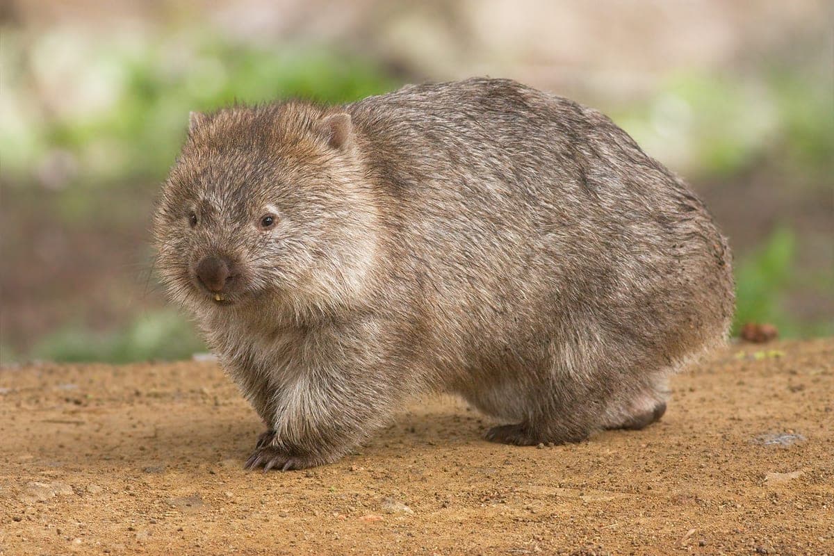Wombat commun : Mammifère trapu aux pattes courtes, au museau carré et aux oreilles arrondies