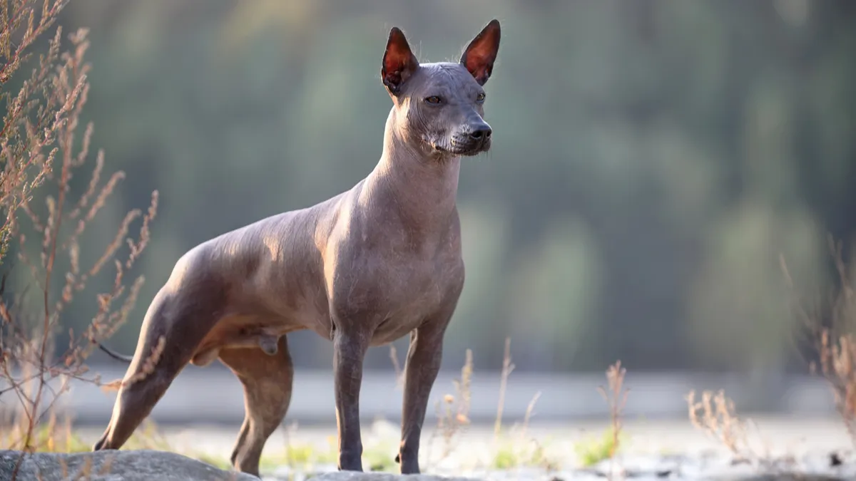 Xoloitzcuintle (Chien Nu Mexicain) : Chien nu (sans poil) avec peau lisse sombre, quelques poils sur la tête/queue, corps élancé élégant…