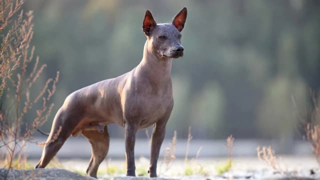 Xoloitzcuintle (Chien Nu Mexicain) : Chien nu (sans poil) avec peau lisse sombre, quelques poils sur la tête/queue, corps élancé élégant…