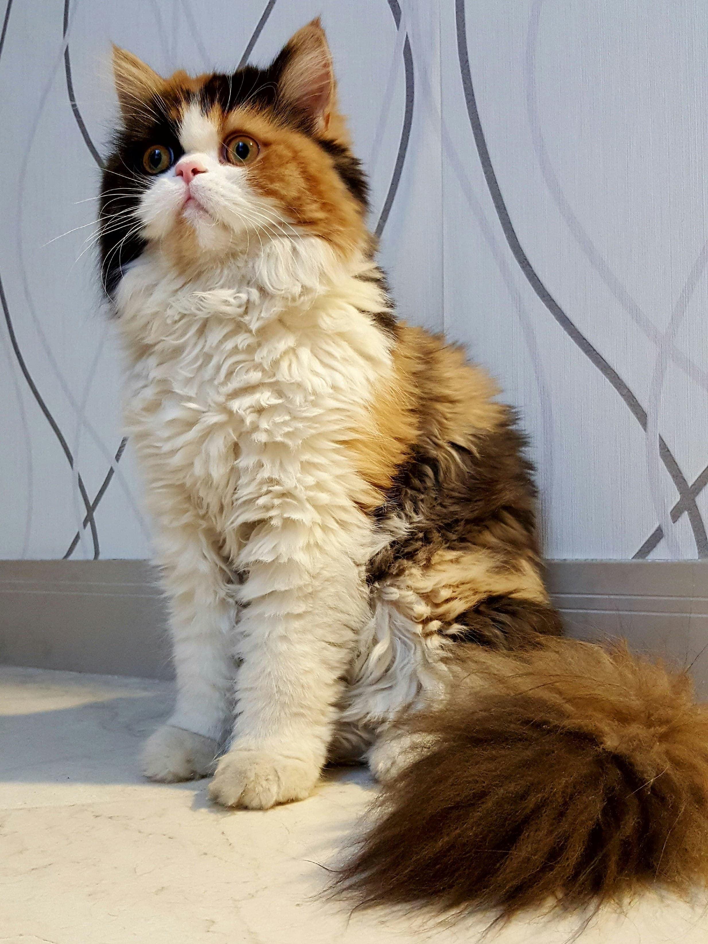 Persan